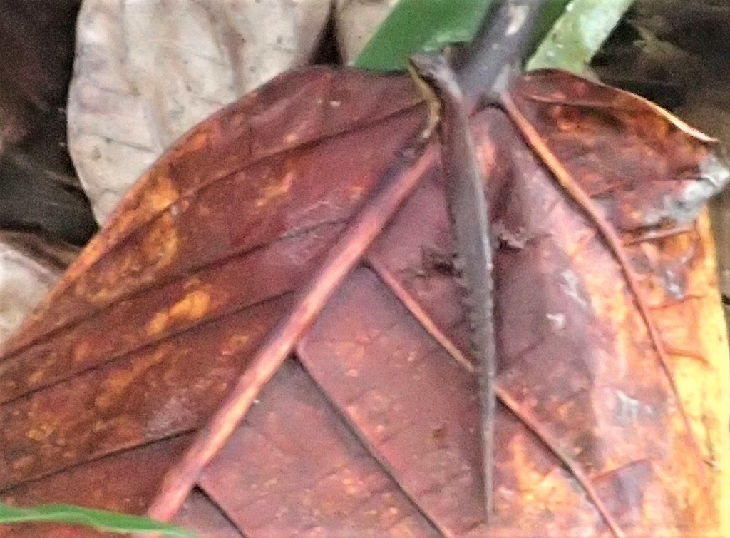 Mindanao Sphenomorphus