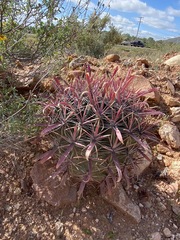 Ferocactus gracilis coloratus