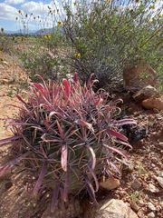 Ferocactus gracilis coloratus