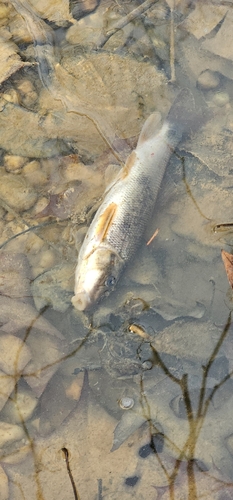 White sucker (Catostomus commersonii) — Catostomidae