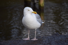 Larus argentatus