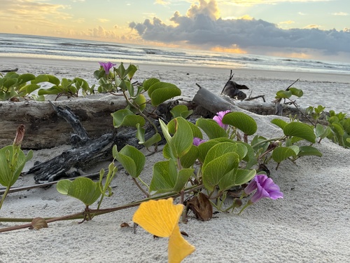 Beach Morning Glory