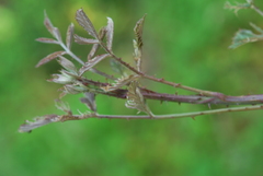Rubus pinnatus