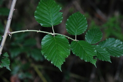 Rubus pinnatus