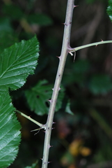 Rubus pinnatus