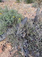 Cylindropuntia tesajo