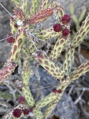 Cylindropuntia tesajo