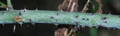 Rubus pinnatus