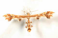 Geina periscelidactylus