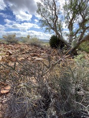 Cylindropuntia tesajo