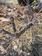 Cylindropuntia tesajo