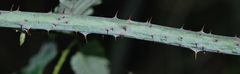 Rubus pinnatus