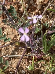Sibara angelorum
