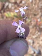 Sibara angelorum