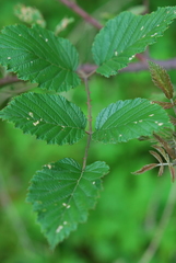 Rubus pinnatus