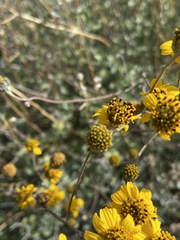 Bahiopsis microphylla