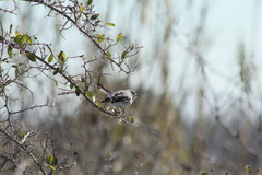 Polioptila melanura