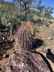 Ferocactus gracilis coloratus