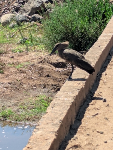 Hamerkop (Scopus umbretta), photo 4
