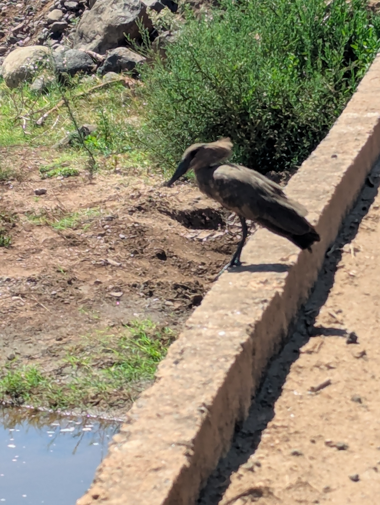 Hamerkop (Scopus umbretta), photo 5