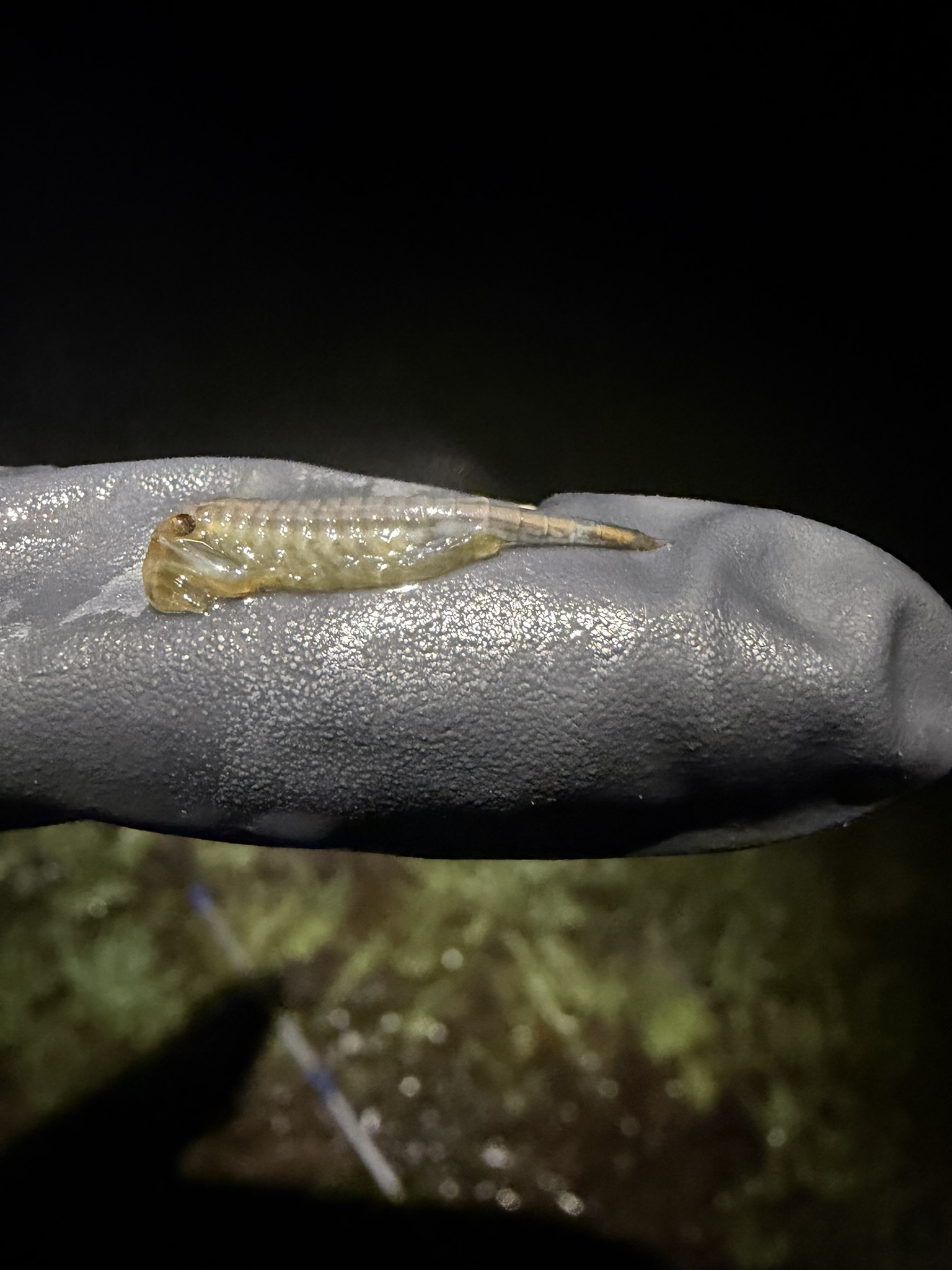 Chirocephalus diaphanus Prévost, 1803