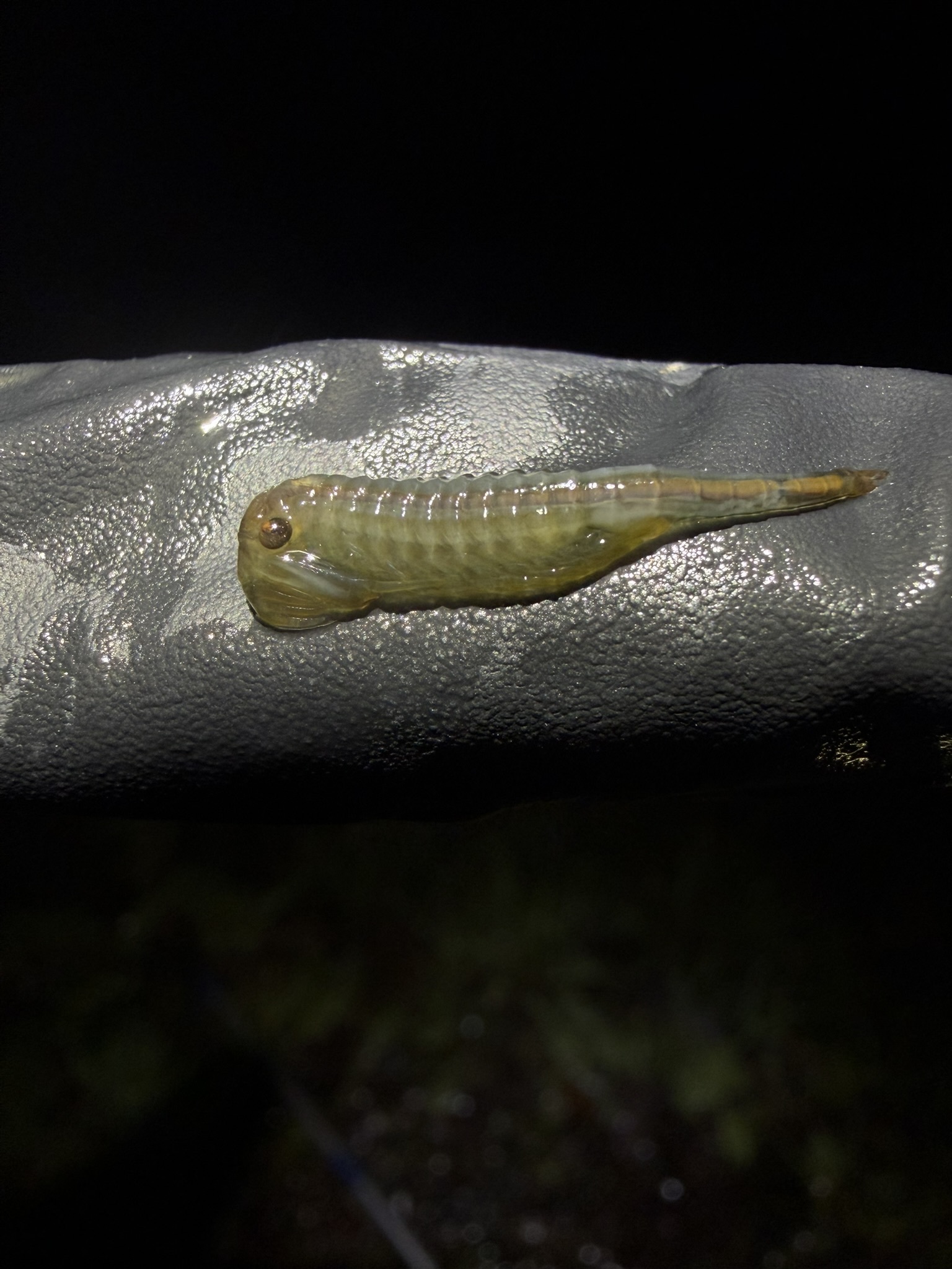 Chirocephalus diaphanus Prévost, 1803