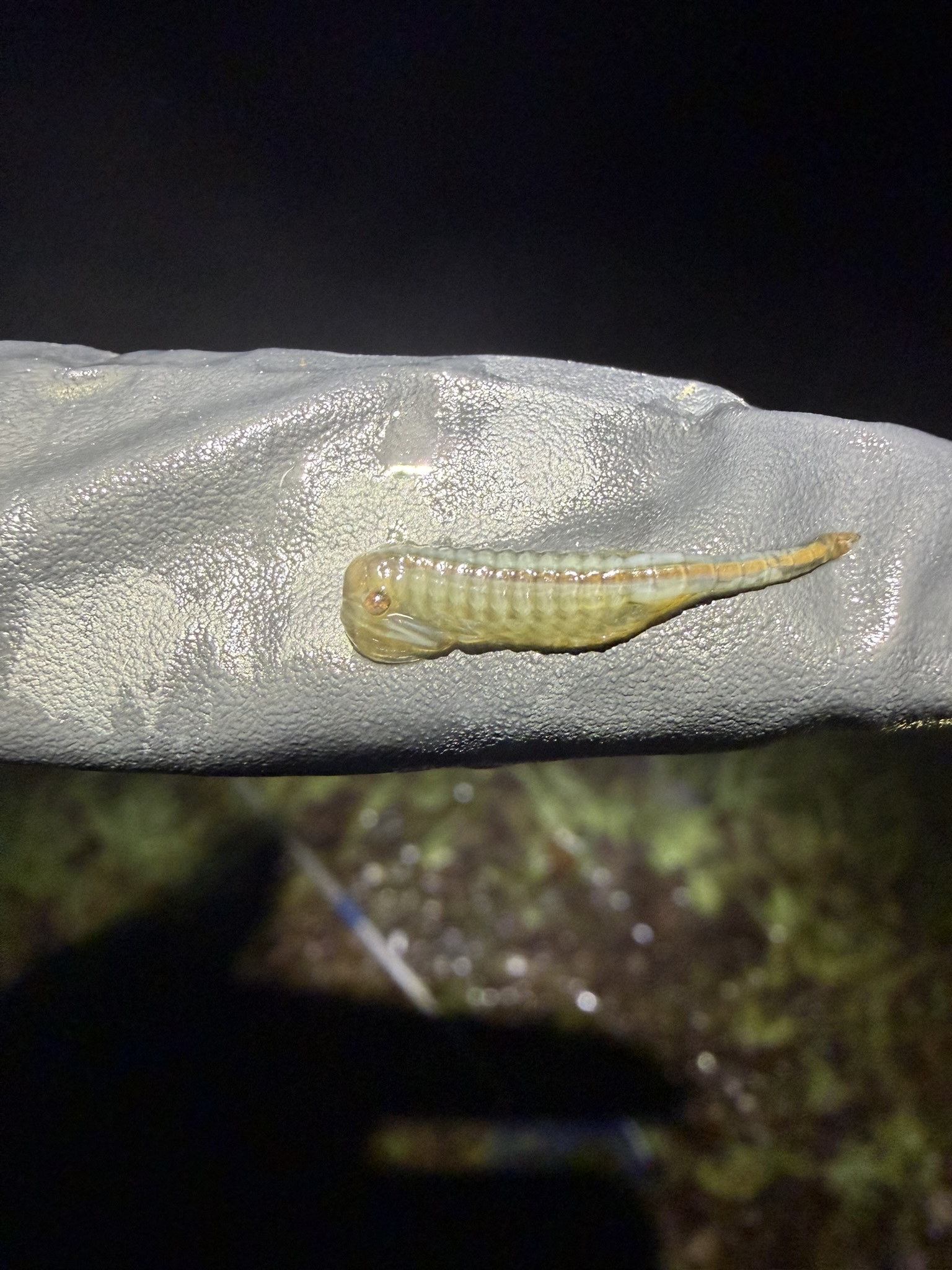 Chirocephalus diaphanus Prévost, 1803