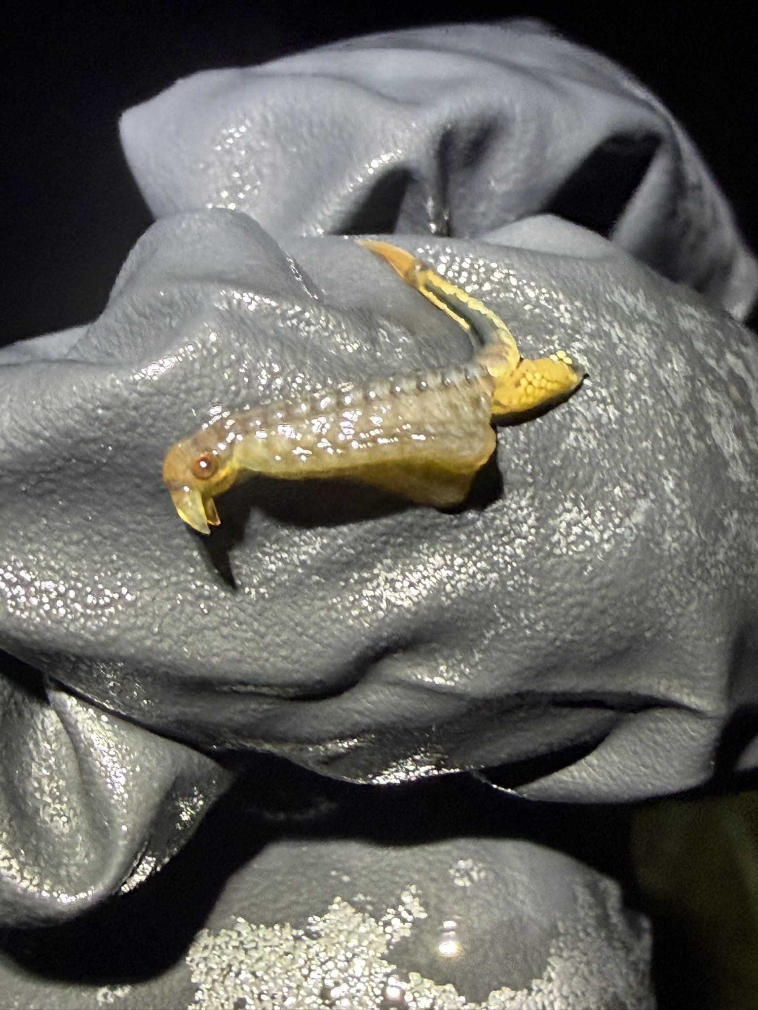 Chirocephalus diaphanus Prévost, 1803