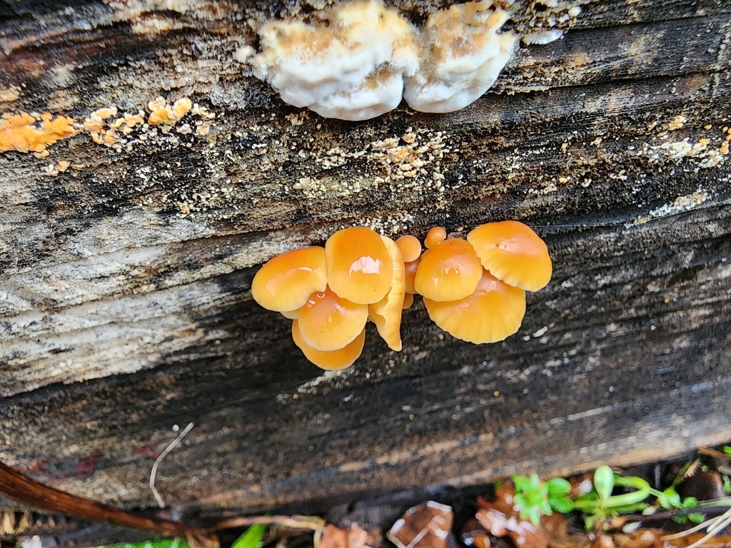 Flammulina · January 2026 · photo: © dave_r_clark (iNaturalist, cc-by)