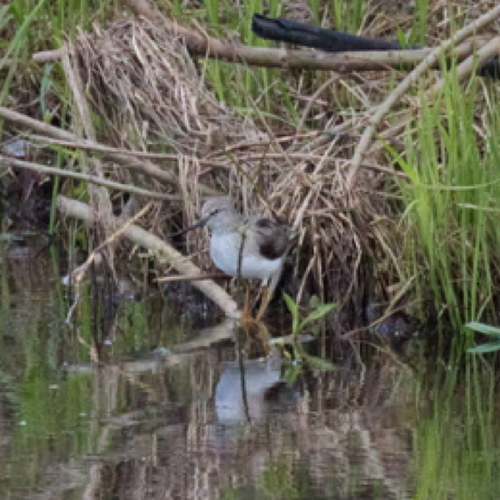 iNaturalist: (c) veb74, some rights reserved (CC BY-NC) iNaturalist image