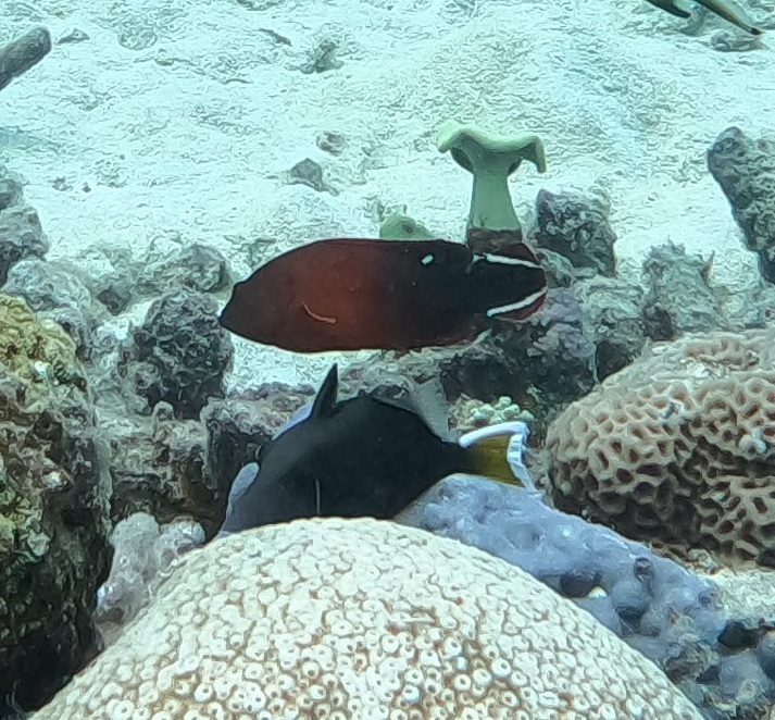 Darkfin hind