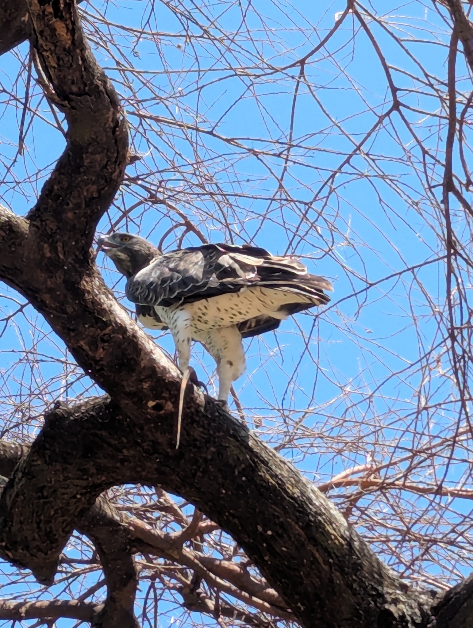 Martial Eagle (Polemaetus bellicosus), photo 2