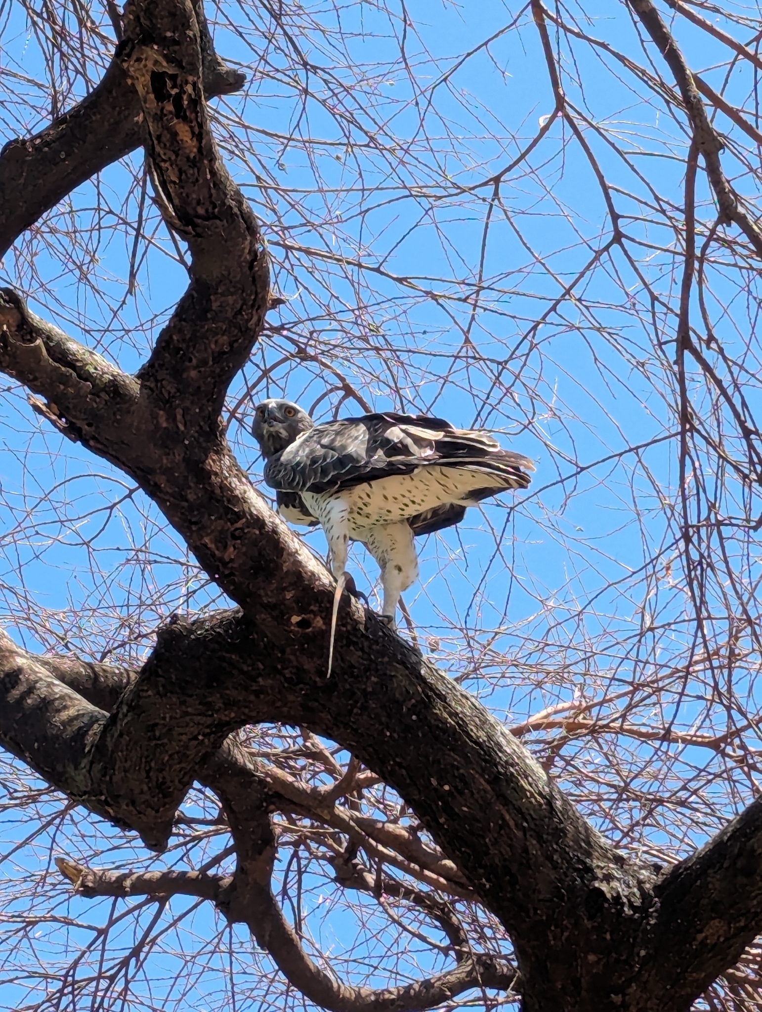 Martial Eagle (Polemaetus bellicosus), photo 3