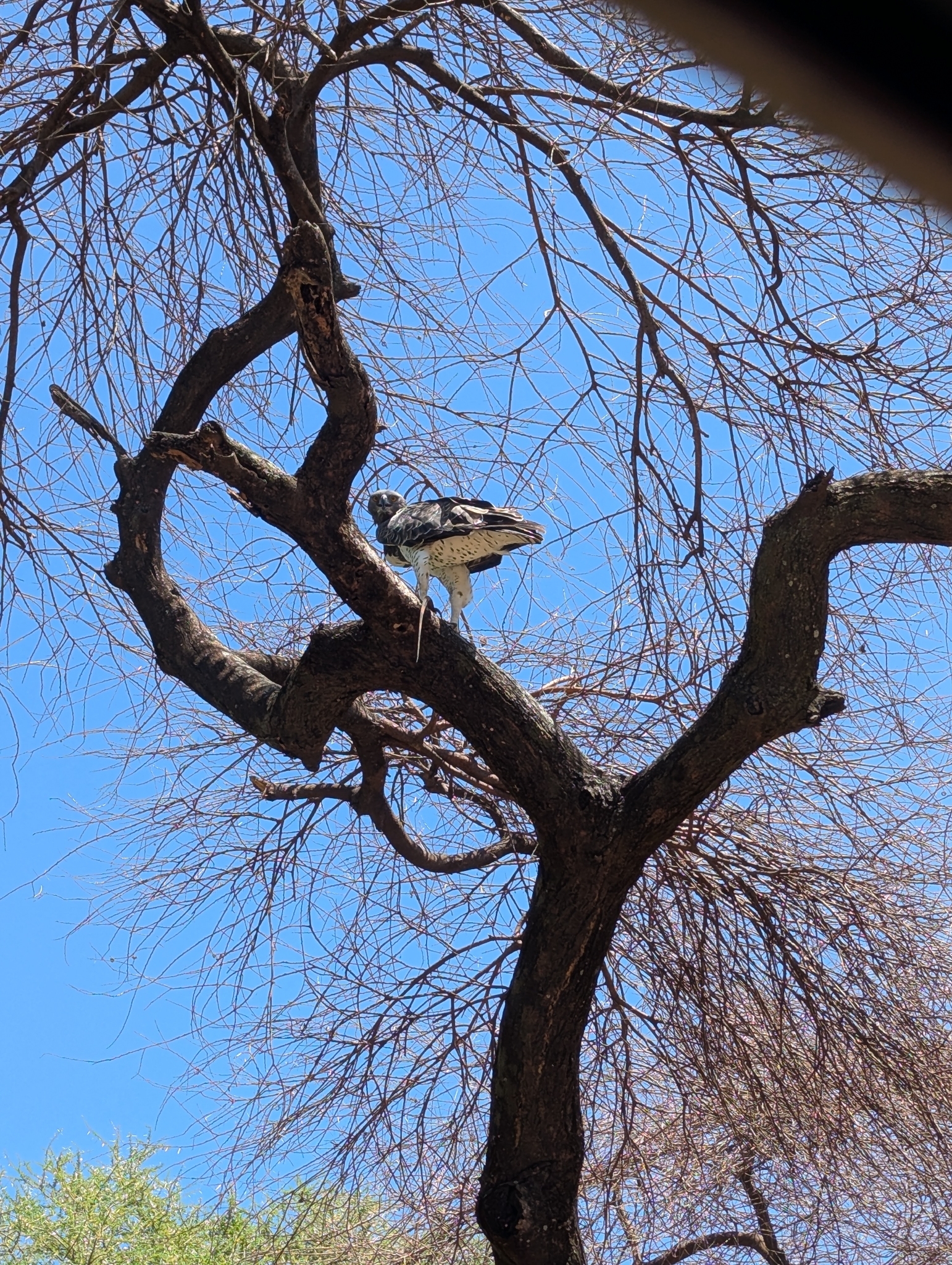 Martial Eagle (Polemaetus bellicosus), photo 4