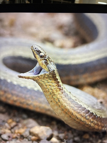 Photo of a Brazilian Burrowing Snake (Gomesophis brasiliensis)