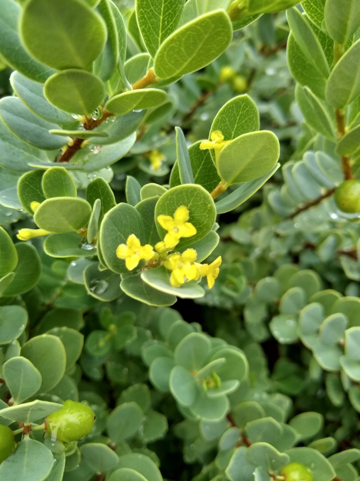 Wikstroemia uva-ursi