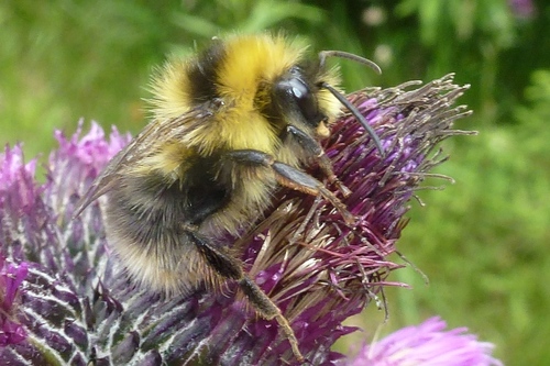 Heath Bumble Bee