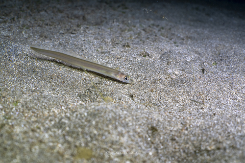 Scheele's conger (Ariosoma scheelei) — Congridae