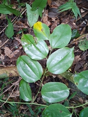 (c) Kurt Miller, some rights reserved (CC BY-SA) Smilax domingensis, photograph (c) Kurt Miller, some rights reserved (CC BY-SA)