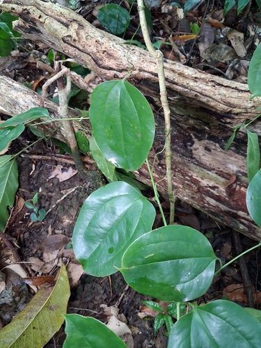 Smilax domingensis, photograph 3