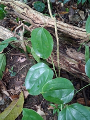 (c) Kurt Miller, some rights reserved (CC BY-SA) Smilax domingensis, photograph (c) Kurt Miller, some rights reserved (CC BY-SA)