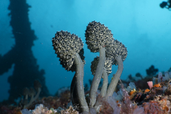 Stalked Sea Squirt photo 1