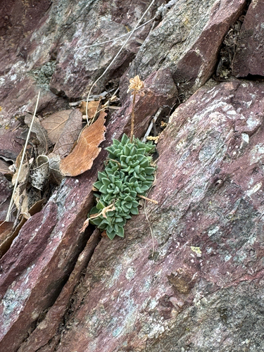Sedum cockerellii, photograph 6