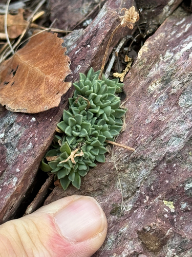 Sedum cockerellii, photograph 3