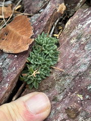 (c) CK2AZ, some rights reserved (CC BY) Sedum cockerellii, photograph (c) CK2AZ, some rights reserved (CC BY)