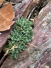 (c) CK2AZ, some rights reserved (CC BY) Sedum cockerellii, photograph (c) CK2AZ, some rights reserved (CC BY)