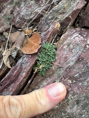 Sedum cockerellii, photograph 5