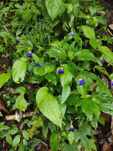 East Indian Klugia (Rhynchoglossum notonianum)