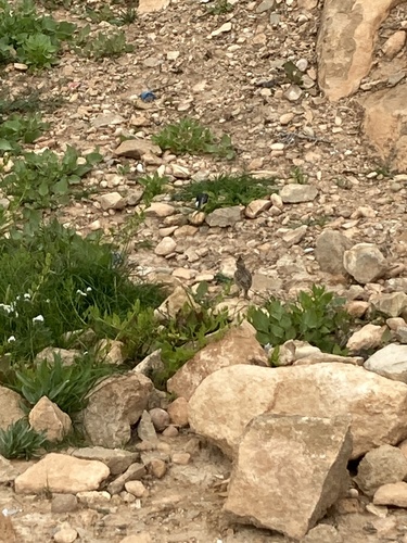 Thekla's Lark (Galerida theklae), photo 2