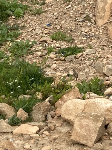 Thekla's Lark (Galerida theklae), photo 3